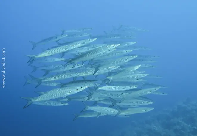 darkfins_barracuda_sphyraena_qenie_red_sea_red_rotes_sea_diving_divedict_bio_lexicon_lexicon4