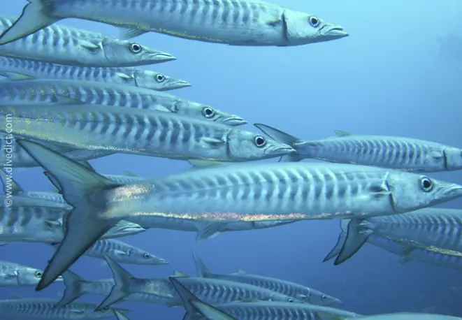 darkfins_barracuda_sphyraena_qenie_red_sea_red_rotes_sea_diving_divedict_bio_lexicon_lexicon