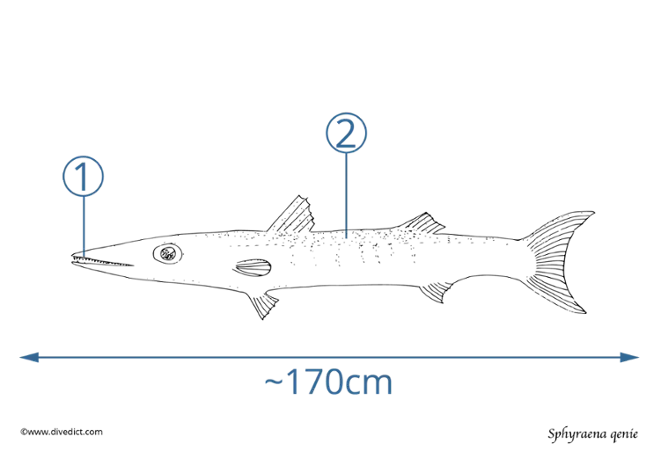 Sphyraena qenie_divedict_red_sea_underwater_divingtauchen_unterwasser