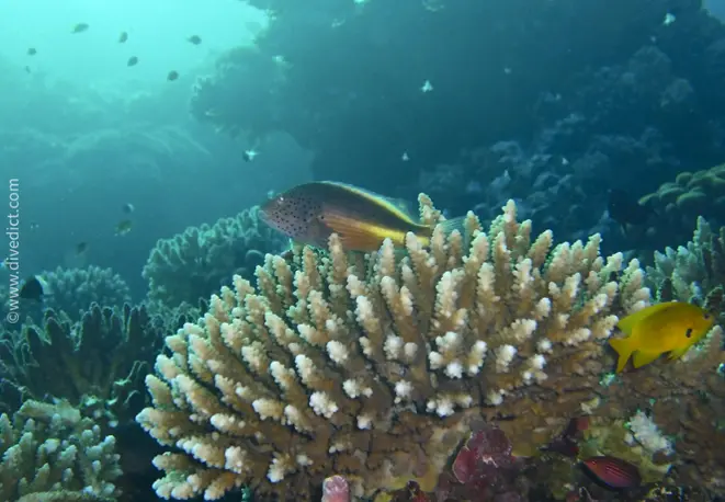 foresters_tuftper_paracirrhites_foresteri_divedict_diving_bio_lexicon_lexicon1