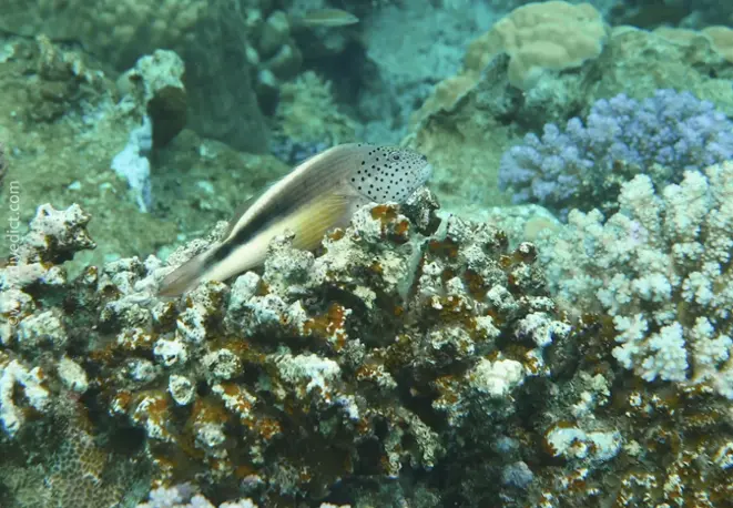 foresters_tuftper_paracirrhites_foresteri_divedict_diving_bio_lexicon_lexicon3