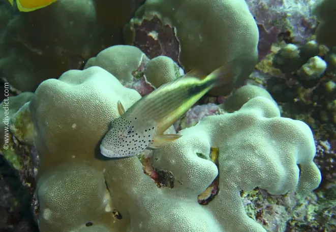 forsters_tuftper_paracirrhites_foresteri_divedict_diving_bio_lexicon_lexicon