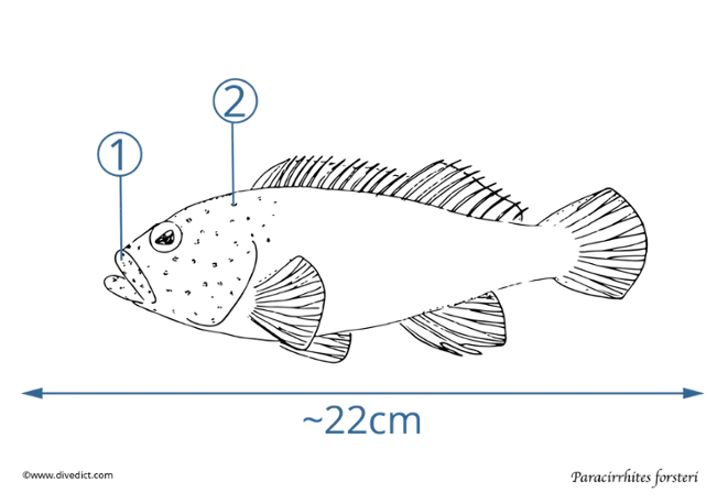 paracirrhites forsteri_divedict_tauchen_diving_unterwasser_scuba_divedict