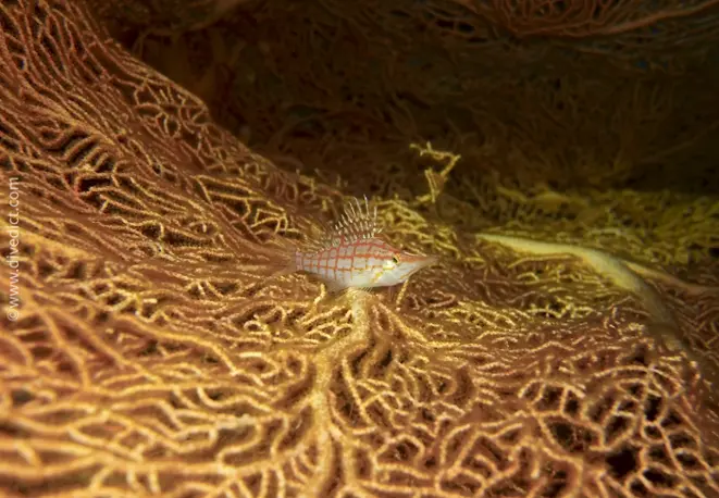 longnose_tuft_oxycirrhites_typus_divedict_rotes_meer_red_sea_diving_bio_lexicon_lexicon