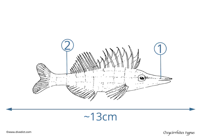 oxycirrhites typus_diving_tauchen-divedict_red_sea_underwaterworld_lexicon_scuba_diving