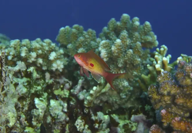 juwelen_fahnenbarsch_pseudanthias-squamipinnis_divedict_red_sea_rotes_meer_tauchen_diving_bio_lexicon_lexikon2