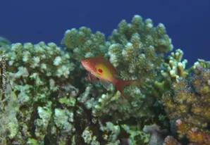 Juwelen-Fahnenbarsch