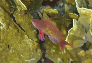 juwelen_fahnenbarsch_pseudanthias-squamipinnis_divedict_red_sea_rotes_meer_tauchen_diving_bio_lexicon_lexikon