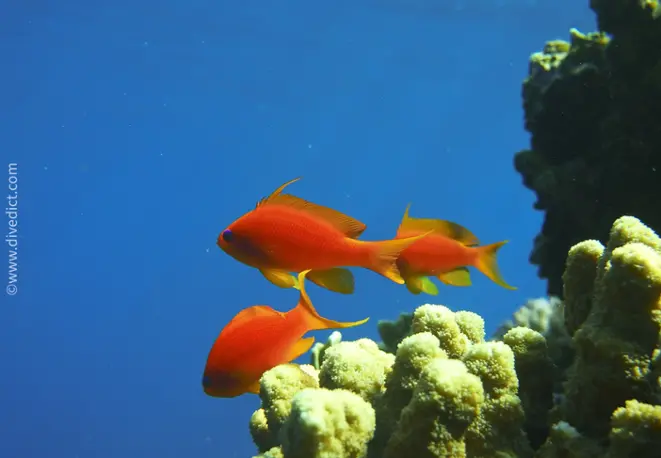Oman_anthias_Pseudanthias_marcia_divedict_diving_tauchen_red_sea_rotes_meer_bio_lexikon_lexicon2