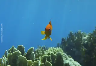 Oman_anthias_Pseudanthias_marcia_divedict_diving_tauchen_red_sea_rotes_meer_bio_lexikon_lexicon