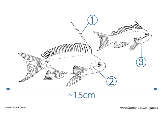 pseudanthias squamipinnis_divedict_tauchen_unterwasser_underwaterworld_lexicon_ocean_marinebiology