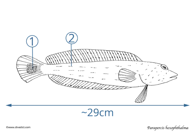 parapercis hexophthalma_lexicon_divedict_barschartiger_tauchen_diving_unterwasser_lexicon_Barsch