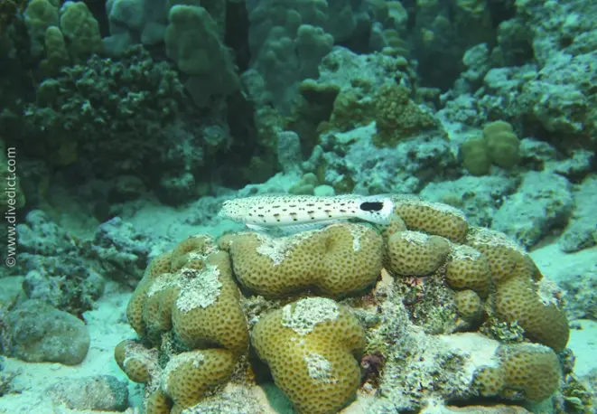 schwanzfleck_sandbarsch_parapercis_hexophthalma_divedict_red_sea_rotes_meer_tauchen_diving_bio_lexikon_lexicon