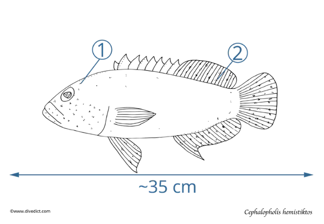 Cephalopholis hemistiktos_divedict_rotes_meer_diving_tauchen_red_sea_Underwaterworld_fish