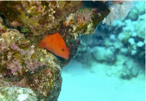 Rotmeer-Zackenbarsch