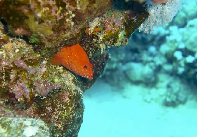 rotmeer_zackenbarsch_cephalopholis_hemistiktos_divedict_red_sea_rotes_meer_tauchen_diving