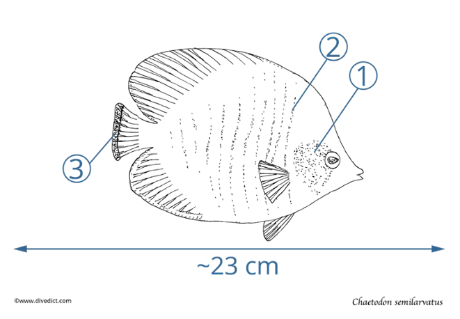 chaetodon semilarvatus_red_sea_divedict_tauchen_unterwasserwelt_scuba_lexicon