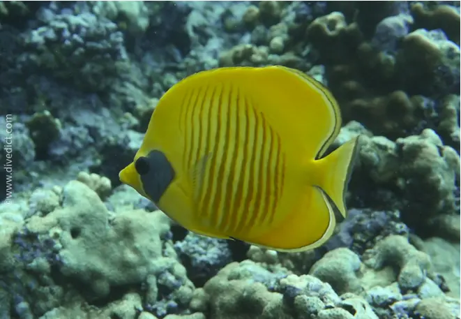 maskenfalterfisch_chaetodon_semilarvatus_divedict_red_sea_rotes_meer_tauchen_diving_bio_lexicon1