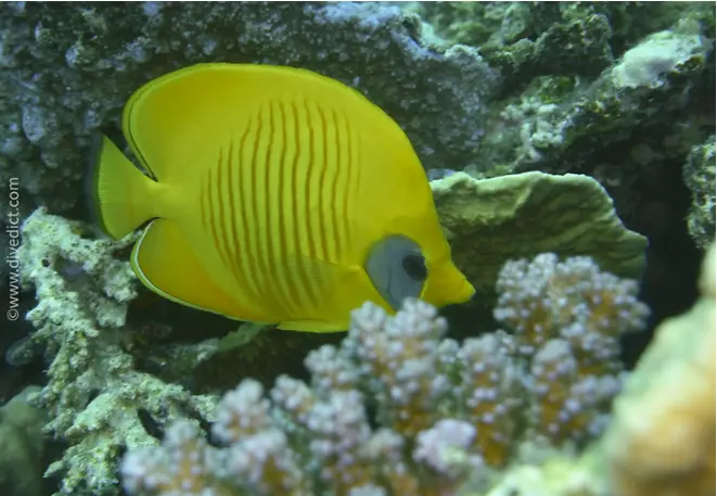maskenfalterfisch_chaetodon_semilarvatus_divedict_red_sea_rotes_meer_tauchen_diving_bio_lexicon