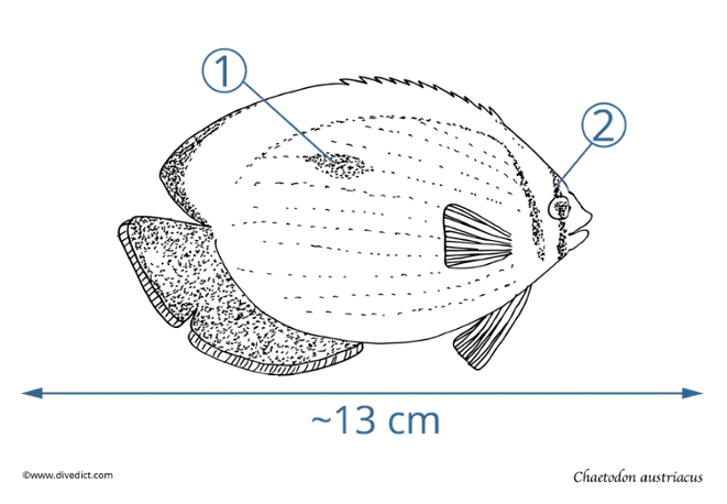 Chaetodon austriacus_divedict_red_sea_rotes_meer_bio_lexicon_unterwasserwelt_tauchen_scuba_lexicon