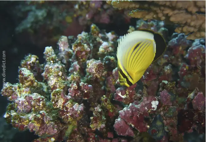 redsea_rib-butterfish-chaetodon-Austriacus_divedict_diving_diving_bio_lexicon_lexicon