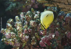 Exquisite butterflyfish