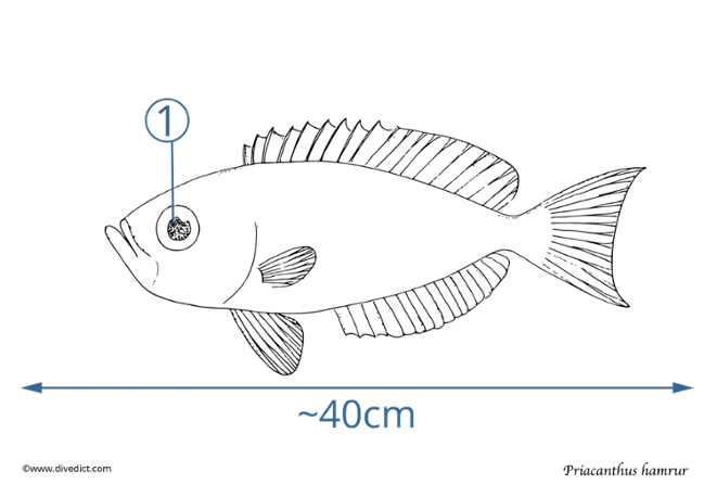 Priacanthus hamrur _divedict_tauchen_unterwasserwelt_underwaterworld_scuba