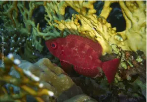 Riff-Großaugenbarsch