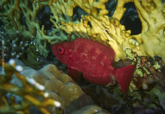 Riff_Grossaugenbarsch_Priacanthus_harmrur_divedict_red_sea_rotes_meer_tauchen_diving_bio_lexicon_lexikon 