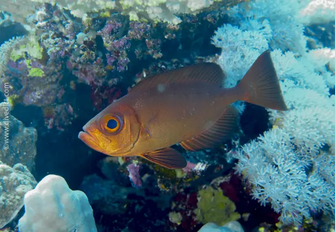 Riff_Grossaugenbarsch_Priacanthus_harmrur_divedict_red_sea_rotes_meer_tauchen_diving_bio_lexicon_lexikon2