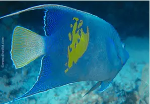 Yellowbar angelfish