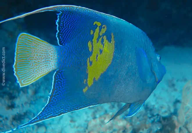 Arabic_angelfish_pomacanthus_maculosus_divedict_redsea_diving_bio_lexicon_lexicon