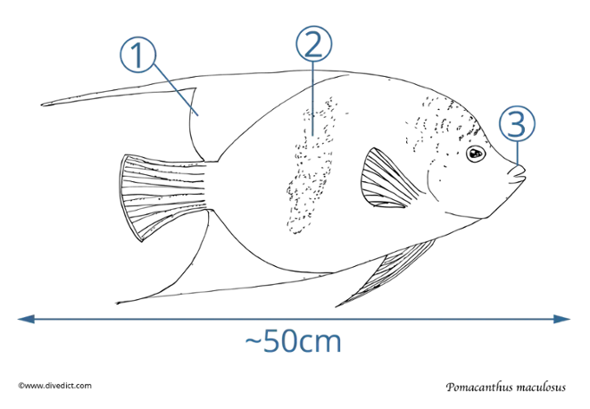 pomacanthus maculosus_divedict_fish_red_sea_blue_yellow_underwaterworld_diving_scuba_rotes_meer