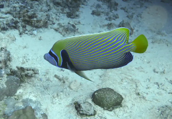 imperator_kaiserfisch_pomacanthus_imperator_divedict_red_sea_tauchen_divedict_bio-lexicon_lexikon