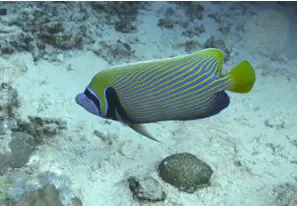 Imperator-Kaiserfisch