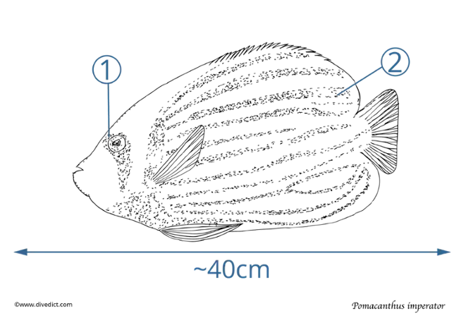 pomacanthus imperator_fisch_fish_divedict_tauchen_diving_underwaterworld