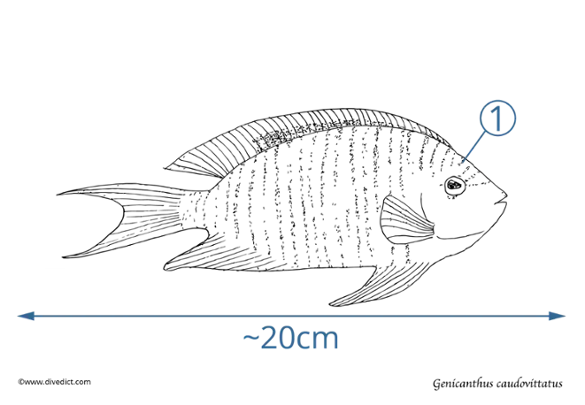 genicanthus caudovittatus_tauchen_diving_unterwasserwelt_divedict
