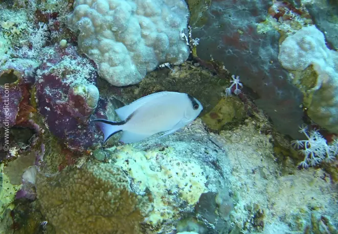 Rotmeer_lyrakaiser_genicanthus_caudovittatus_divedict_diving_bio_lexicon_lexicon