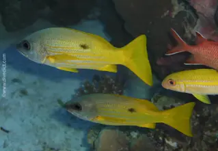 Ehrenbergs_Schnapper_Lutjanus_Ehrenbergii_divedict_diving_bio_lexicon_lexicon1