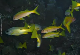 Ehrenbergs_Schnapper_Lutjanus_Ehrenbergii_divedict_diving_bio_lexicon_lexicon2