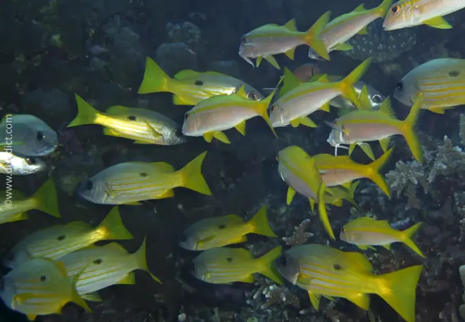 Ehrenbergs_Schnapper_Lutjanus_Ehrenbergii_divedict_diving_bio_lexicon_lexicon3