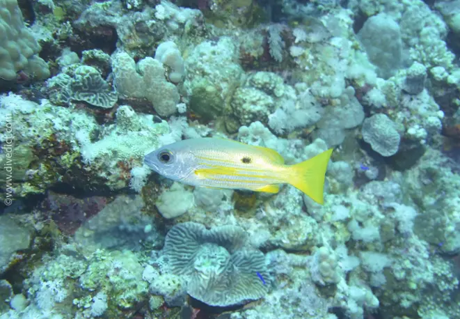 Ehrenbergs_Schnapper_Lutjanus_Ehrenbergii_divedict_tauchen_diving_bio_lexicon_lexicon