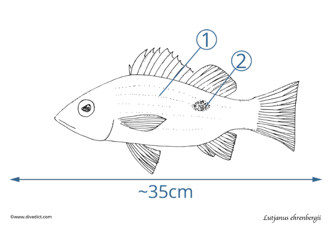 Lutjanus ehrenbergii_divedict_fish_yellow_diving_tauchen_red_sea-rotes_meer