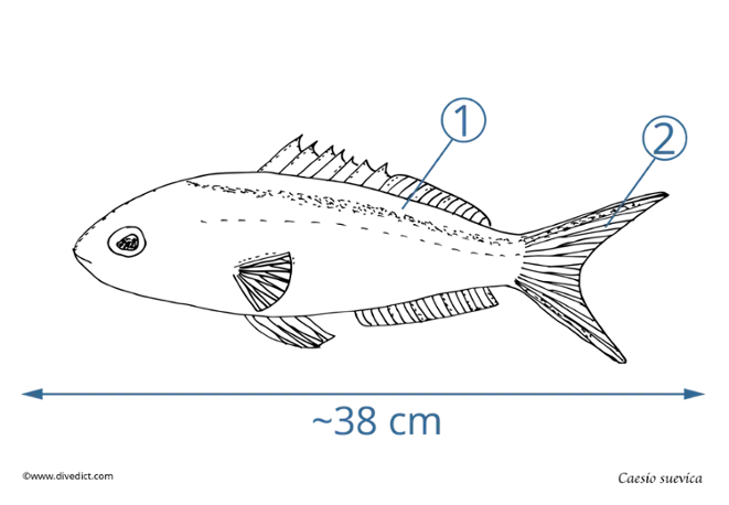 Caesio suevica_rotes_meer_red_sea_tauchen_diving_divedict_fis