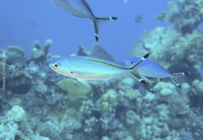 Red Sea fusilier_caesio_suevica_divedict_divedict_bio_lexicon_lexicon1