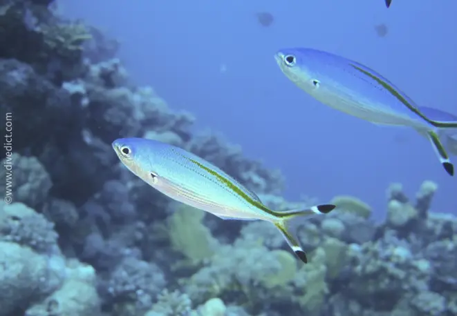 Red Sea fusilier_caesio_suevica_divedict_divedict_bio_lexicon_lexicon