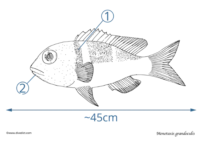 Monotaxis grandoculis_divedict_fish_underwaterworld_scuba_diving_tauchen-marine_life_lexicon