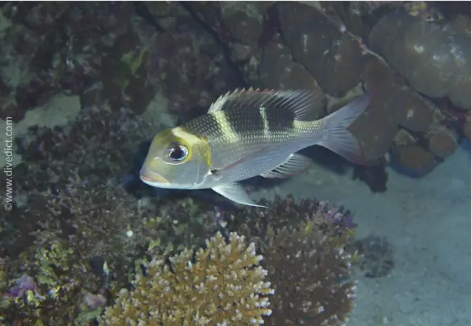 Monotaxis-grandoculis_Grossaugen-Strassenkehrer_divedict _red_sea_rotes_meer_tauchen_diving