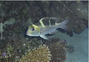 Großaugen-Straßenkehrer