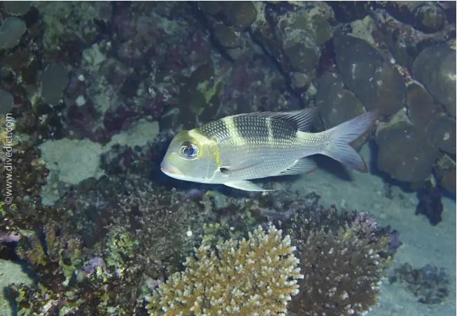 Monotaxis-grandoculisGrossaugen-Strassenkehrer_divedict _red_sea_rotes_meer_tauchen_diving1